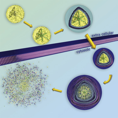Synergistic Combination of Calcium and Citrate in Mesoporous Nanoparticles Targets Pleural Tumors