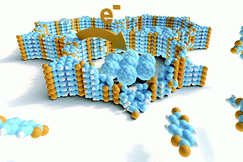 Optoelectronic processes in covalent organic frameworks