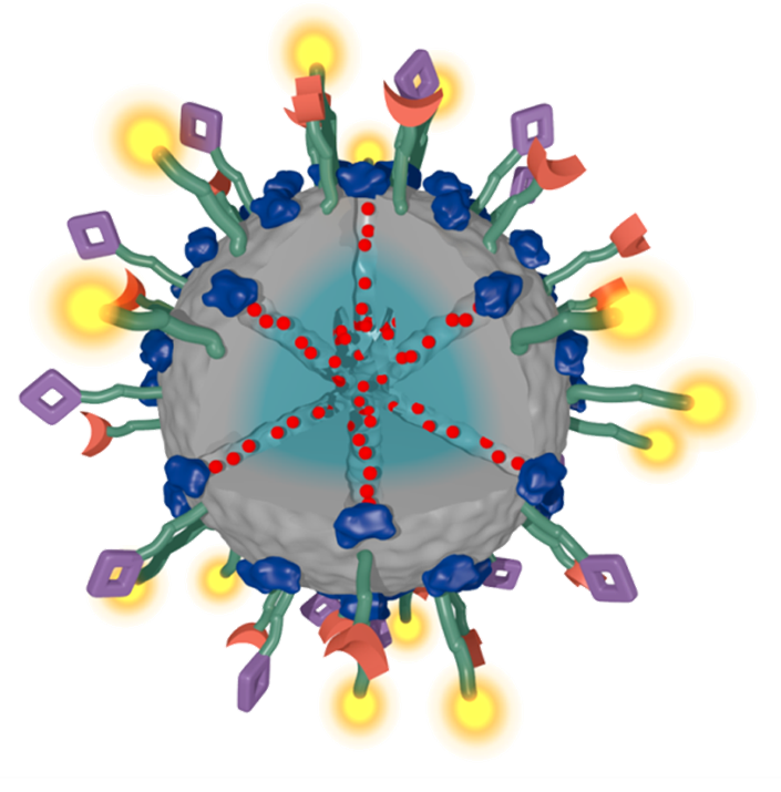 Multifunctional Mesoporous Silica Nanoparticles as a Universal Platform for Drug Delivery