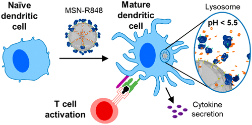 Mesoporous Silica Nanoparticles as pH-Responsive Carrier for the Immune-Activating Drug Resiquimod Enhance the Local Immune Response in Mice