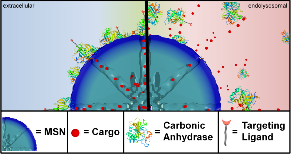 Genetically designed biomolecular capping system for meso-porous silica nanoparticles enables receptor-mediated cell uptake and controlled drug release